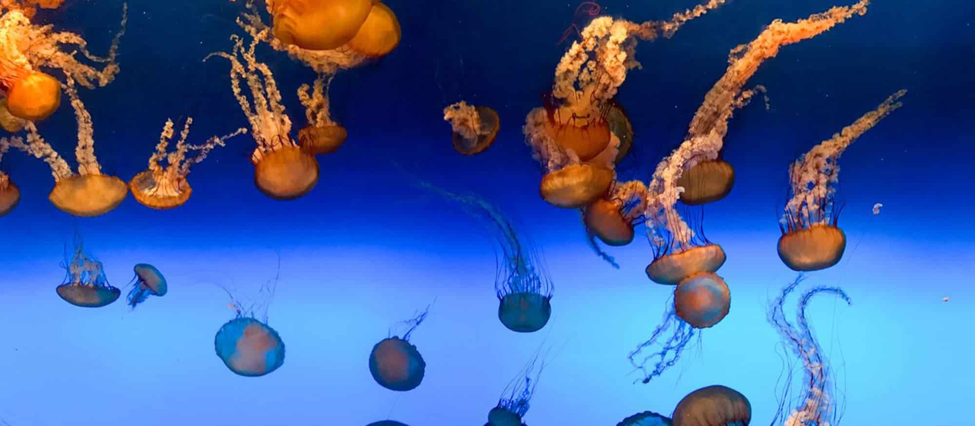 Monterey Bay Aquarium - Places to Love