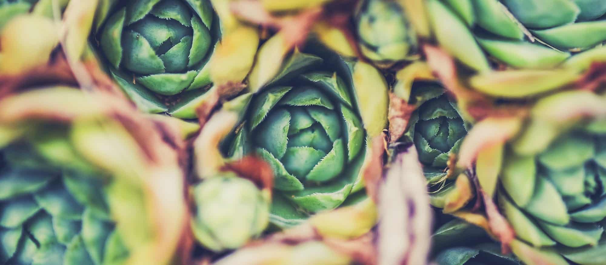 Pezzini farms - artichokes - places to love